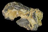 Fossil Mud Lobster (Thalassina) - Australia #141044-2